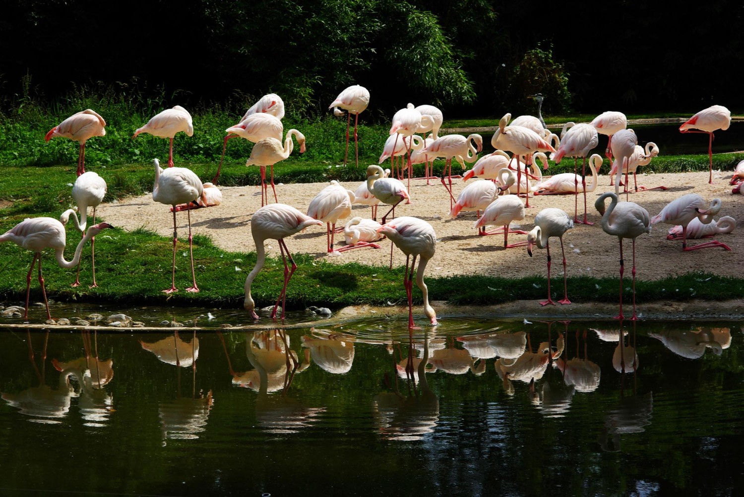 Flamingos