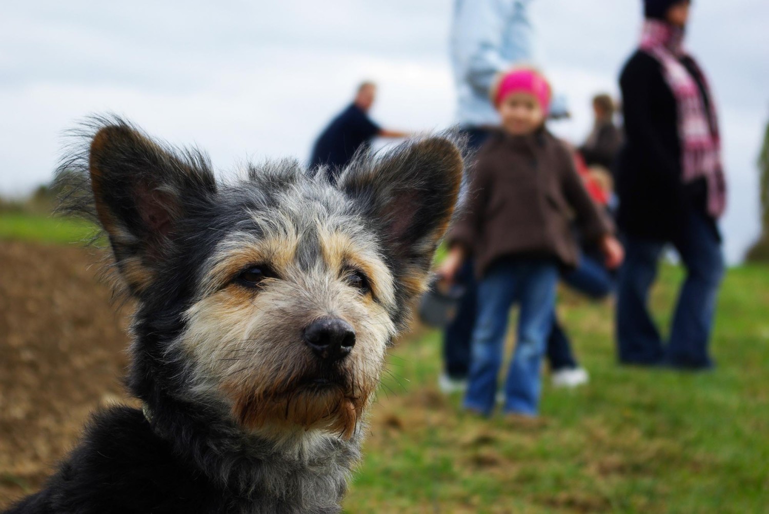 Familienhund