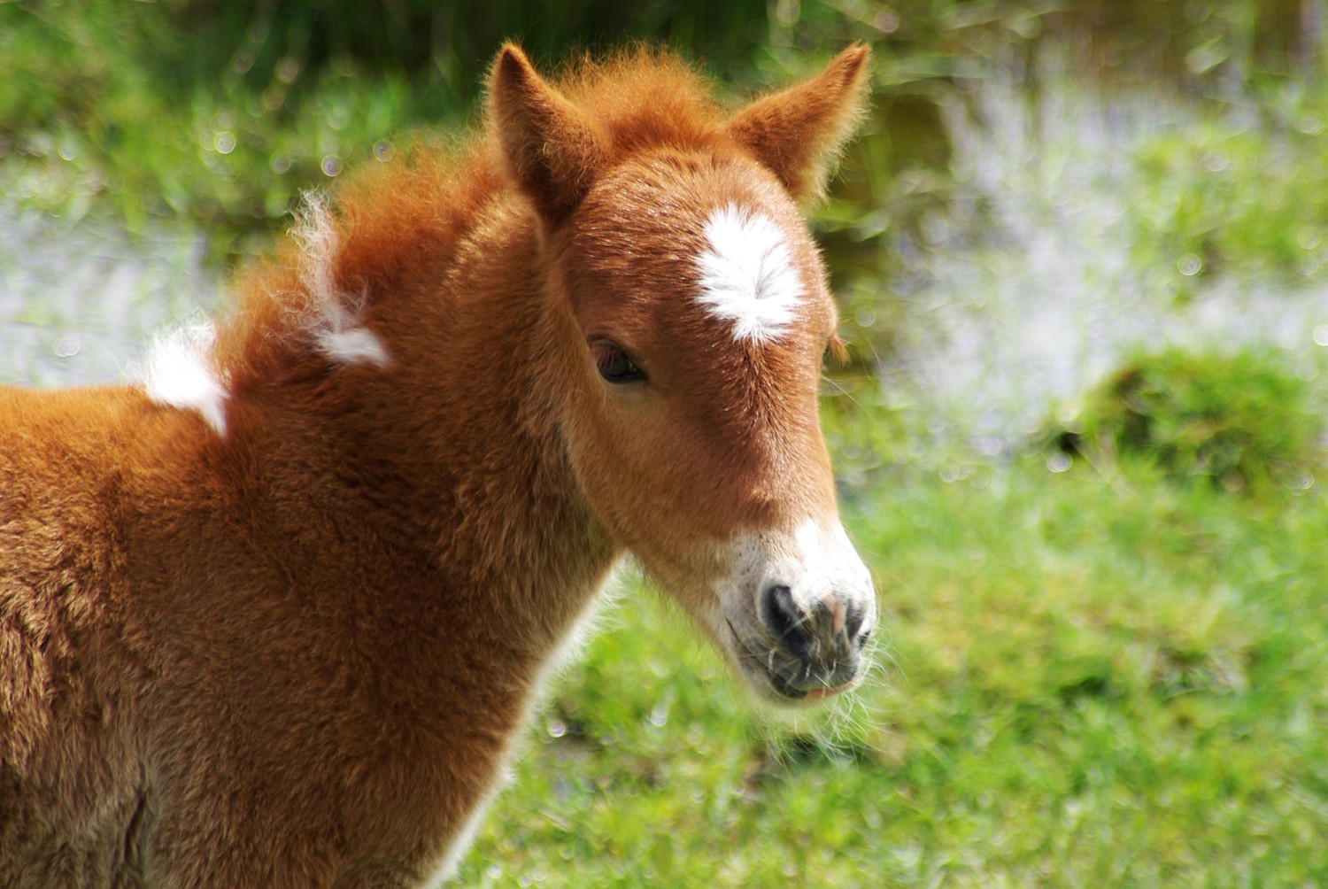 Pferd im Dartmoor National Park