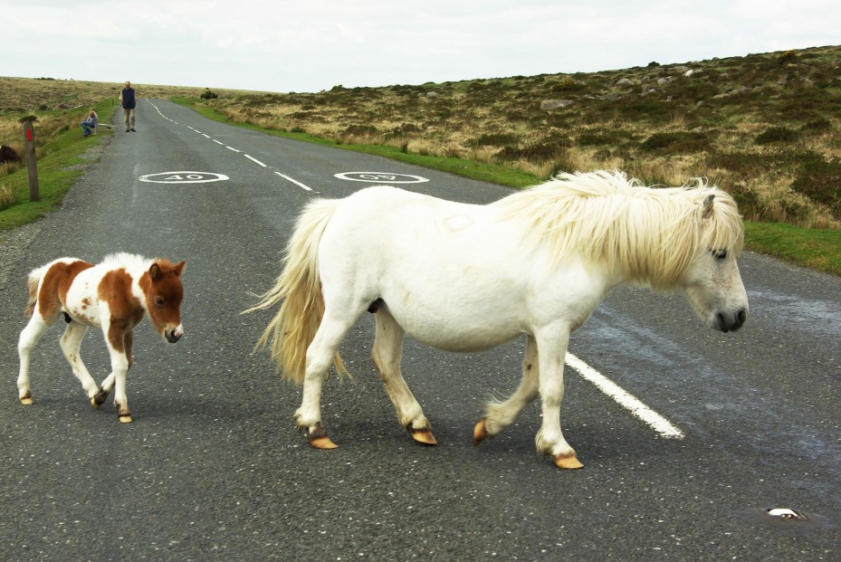 Pferde im Dartmoor National Park