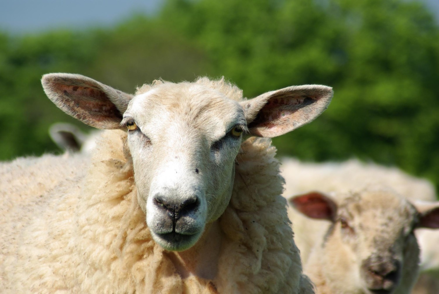 Schaf im Exmoor National Park in Devon