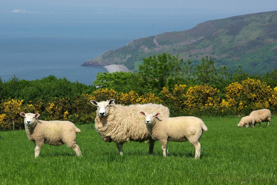 Schafe im Exmoor National Park in Devon