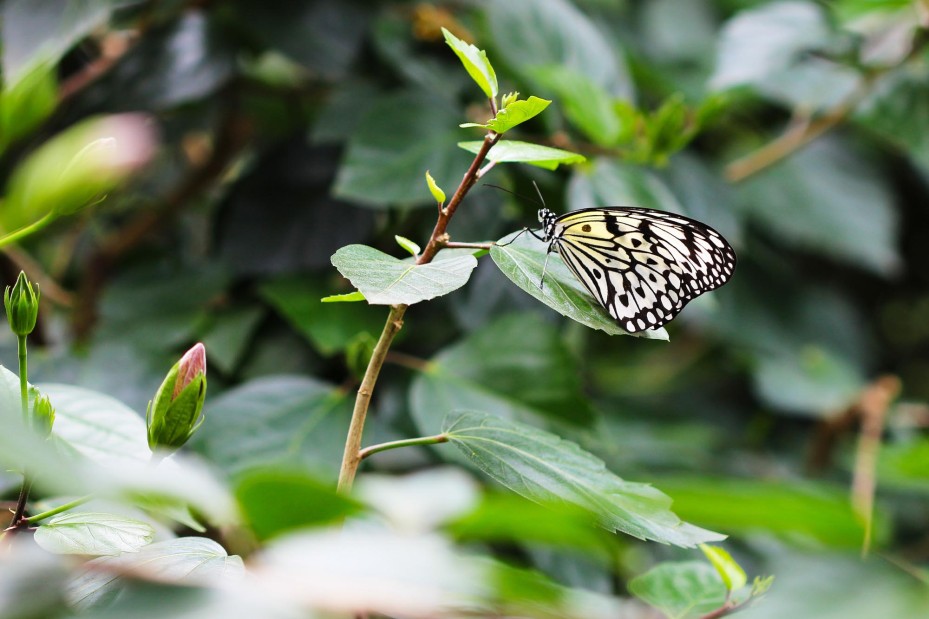 Weiße Baumnymphe Schmetterling