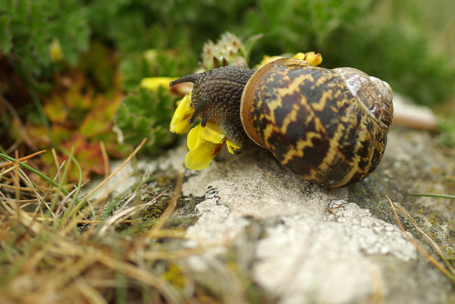 Schnecke