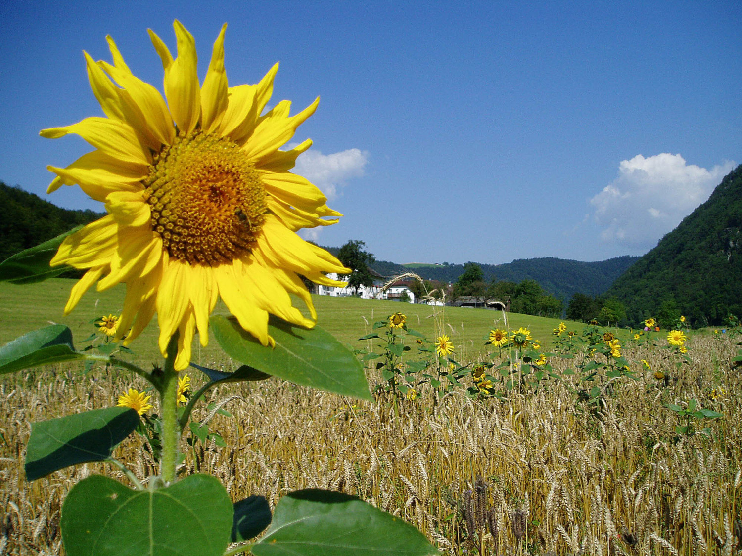 Sonnige Sonnenblume im Getreidefeld