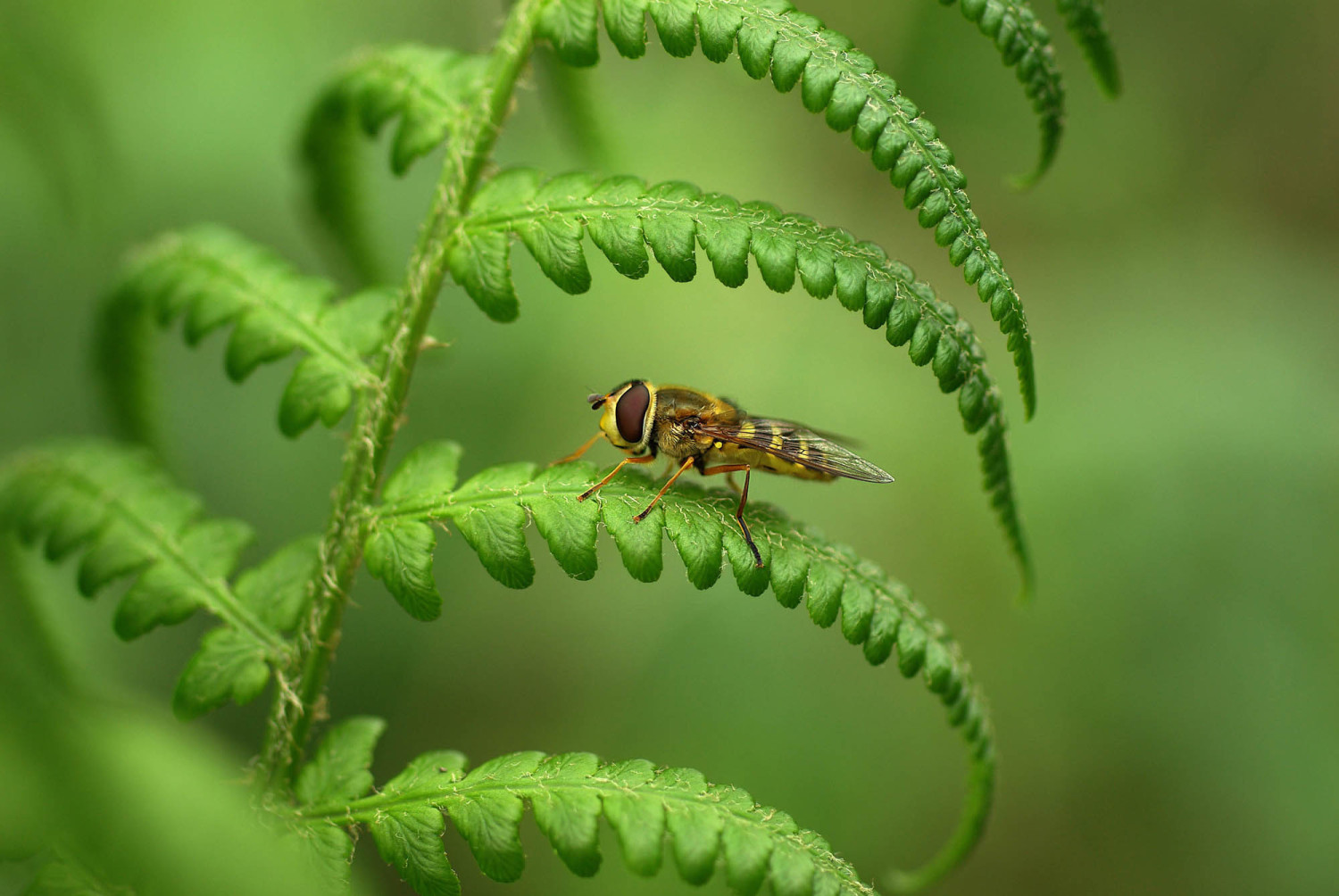 Syrphidae im Grün